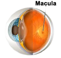 degeneracion-macular